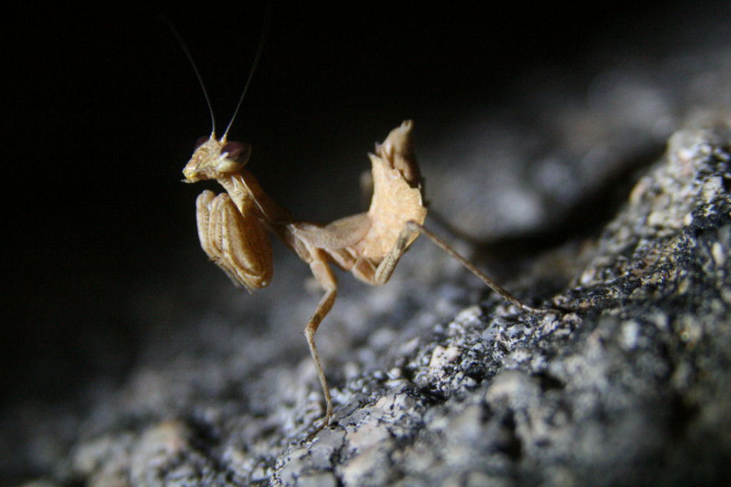 Un pasto delizioso - Mantis religiosa (e Ameles decolor)